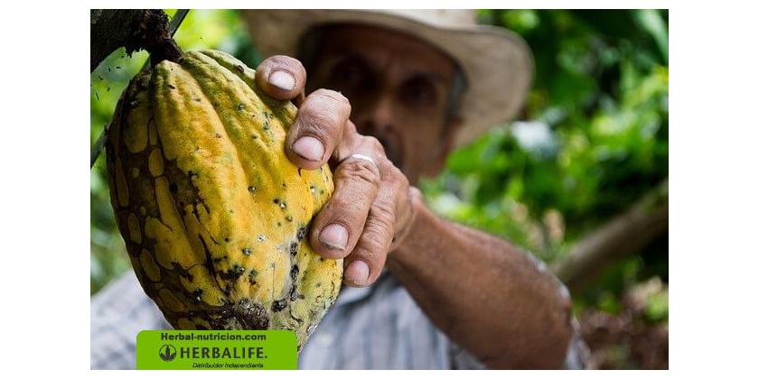 Cacao: Qué es, propiedades, beneficios y efectos en la salud | Miembro de Herbalife Independiente | Herbal-Nutricion.com